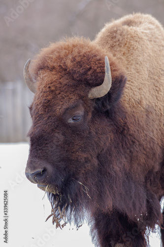 american bison buffalo in czech