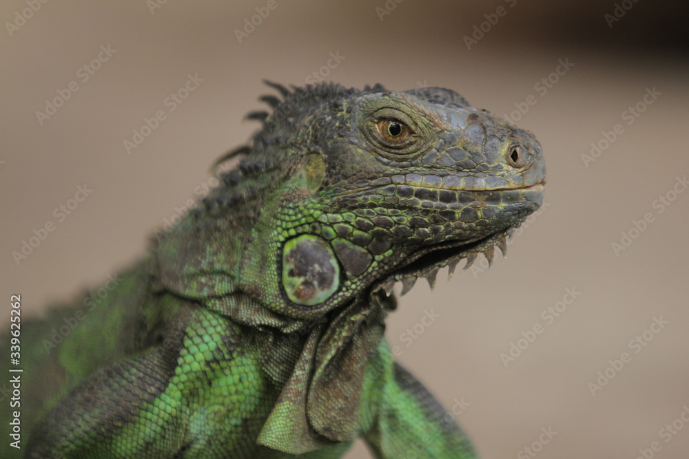 Fototapeta premium Iguana is a genus of herbivorous lizards that are native to tropical areas of Mexico, Central America, South America, and the Caribbean.