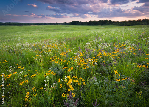 A Midwest prairie full of blooming native wildflowers beneath a sunset sky.