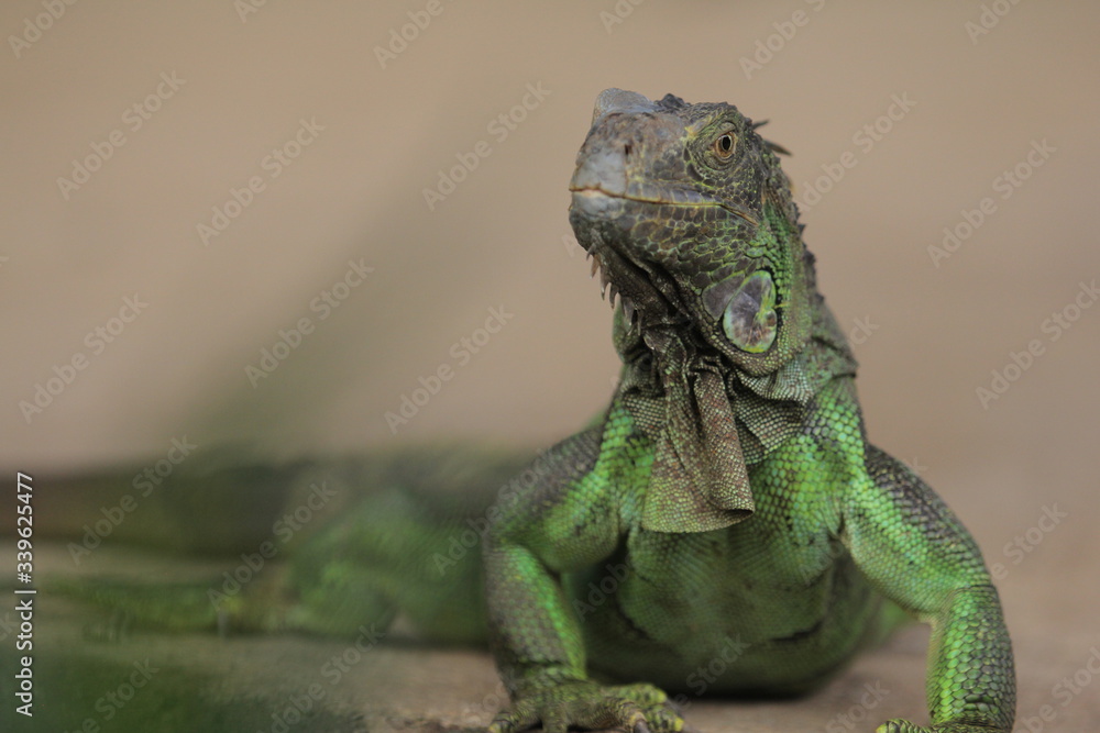 Obraz premium Iguana is a genus of herbivorous lizards that are native to tropical areas of Mexico, Central America, South America, and the Caribbean.