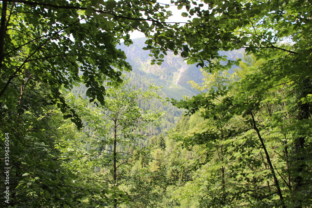 Fototapeta premium forest in the morning