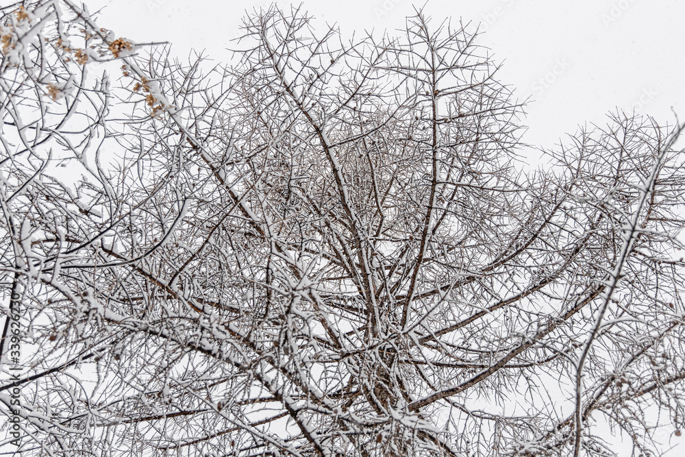 Brown larch tree branches covered with white fresh fluffy snow are in winter day Brown larch tree branches covered with white fresh fluffy snow are in winter day