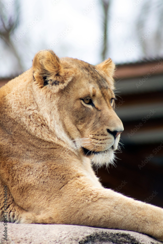 Obraz premium lioness portrait in the zoo