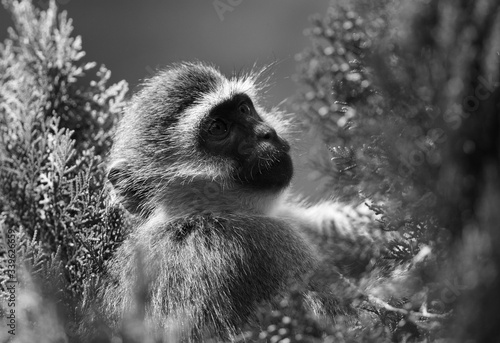 Vervet Monkey on a tree