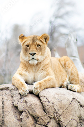 lioness portrait in the zoo