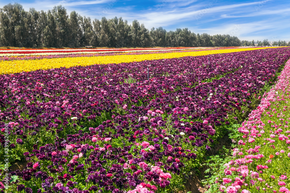 The field of luxurious springtime flowers