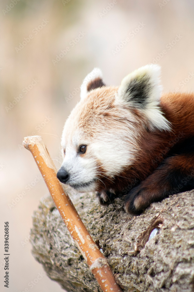 Fototapeta premium sleeping Red Panda in nepal 