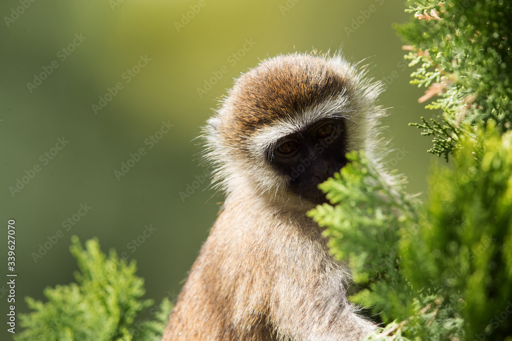 Fototapeta premium Vervet Monkey, Bogoria