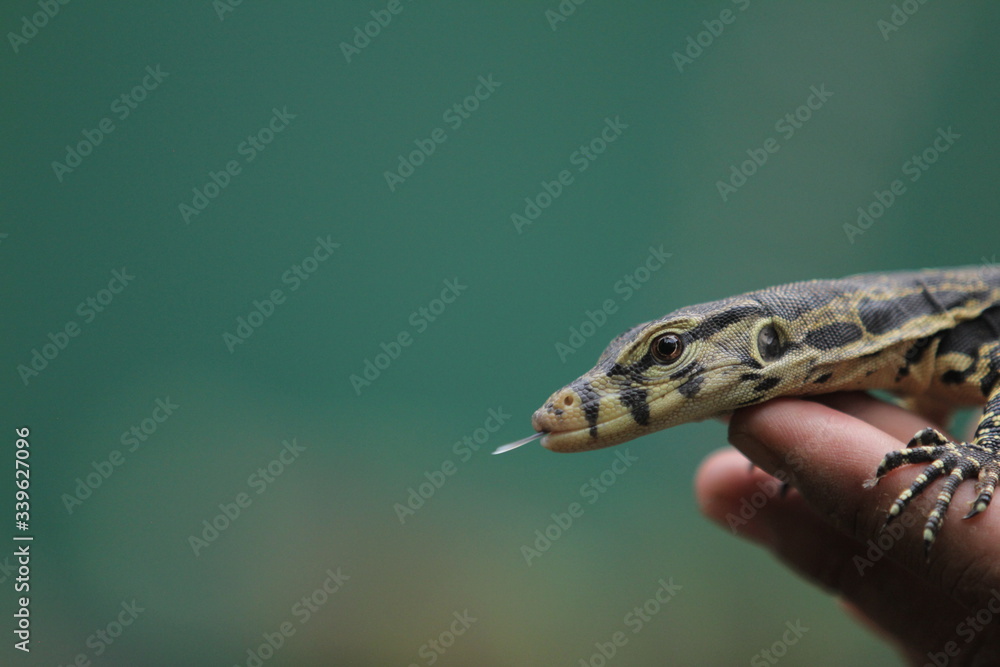 The Asian water monitor (Varanus salvator), also called common water monitor, is a large varanid lizard native to South and Southeast Asia. The Asian water monitor (Varanus salvator), also called common water monitor, is a large varanid lizard native to South and Southeast Asia.
