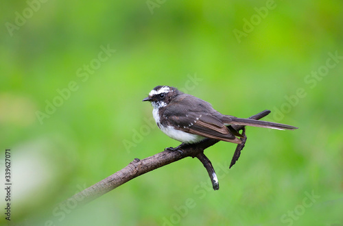 white throated fantail on a branch