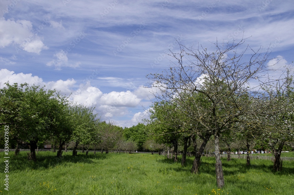 Le verger du parc du Landry