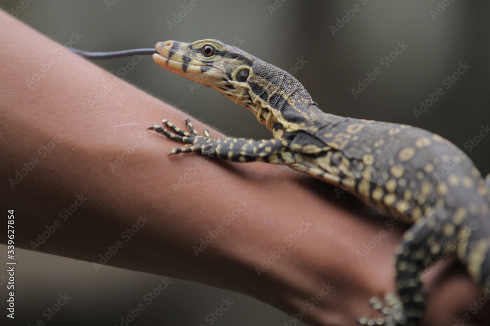 Obraz premium The Asian water monitor (Varanus salvator), also called common water monitor, is a large varanid lizard native to South and Southeast Asia.