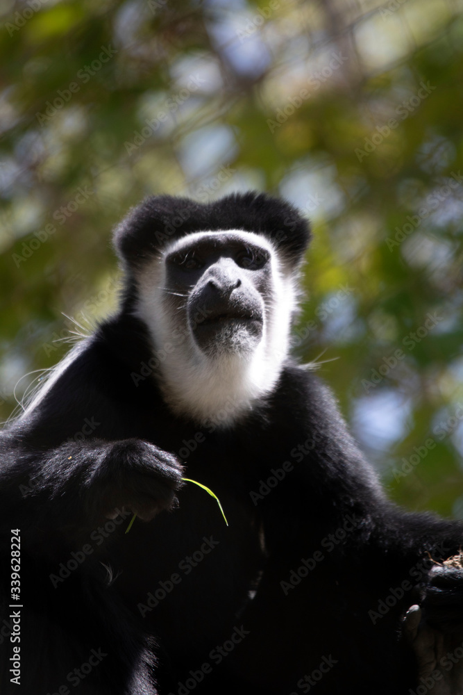 Eastern Black And White Colobus Monkey Eastern Black And White Colobus Monkey