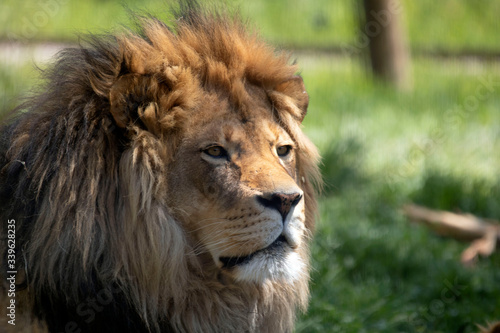 Fototapeta Naklejka Na Ścianę i Meble -  male lion in the wild