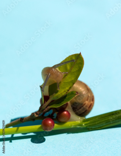 Snail crawling on a green plant on aqua background