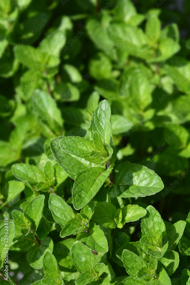 Peppermint Peppermint