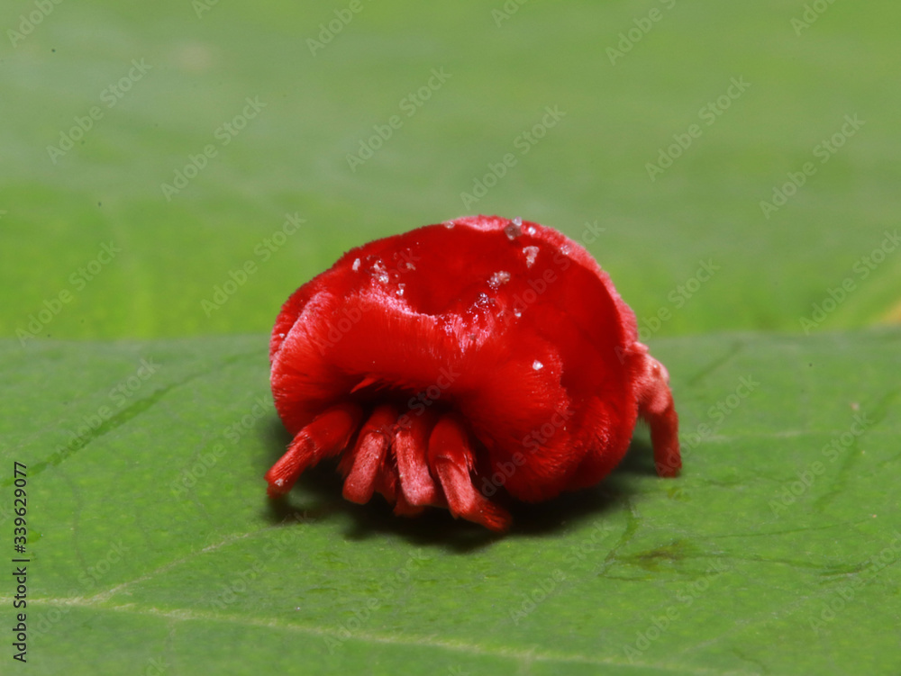 Afrykański pająk czerwony makro insekt  - obrazy, fototapety, plakaty 