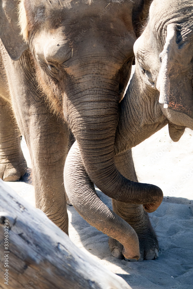 Fototapeta premium elephant in the zoo trunks hugging