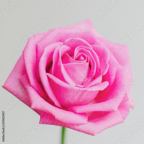 The beautiful pic for desktop. Pink isolated roses in daylight.  Vivid petals close-up. Romantic bloom. A single rose