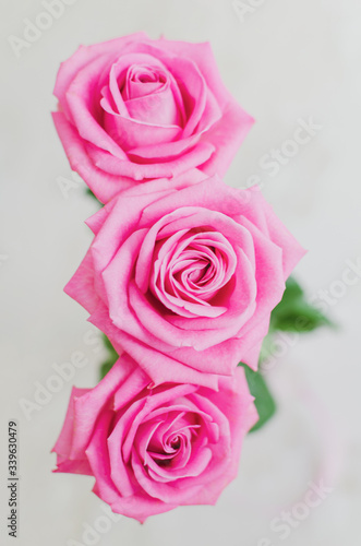 The beautiful pic for smartphone desktop. Pink isolated roses in daylight.  Vivid petals close-up. Romantic bloom. Three roses