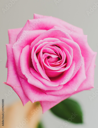 The beautiful pic for desktop. Pink isolated roses in daylight.  Vivid petals close-up. Romantic bloom. A single rose