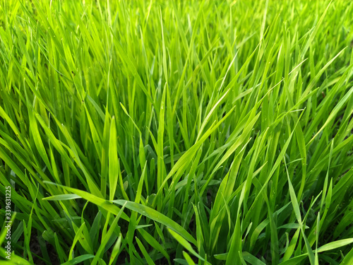 Green grass. Thin leaves of oats. Spring or summer background, Sunny day with grass