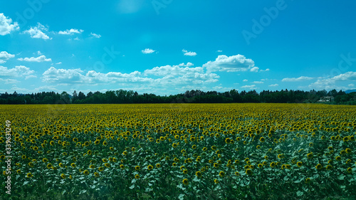 Girasoles