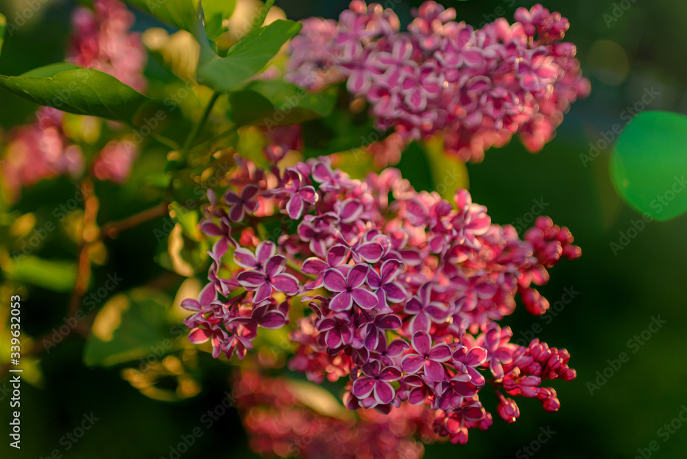 Beautiful view of blooming lilac Bush in the garden. Spring landscape with a bouquet of purple lilac flowers. Beautiful view of blooming lilac Bush in the garden. Spring landscape with a bouquet of purple lilac flowers.