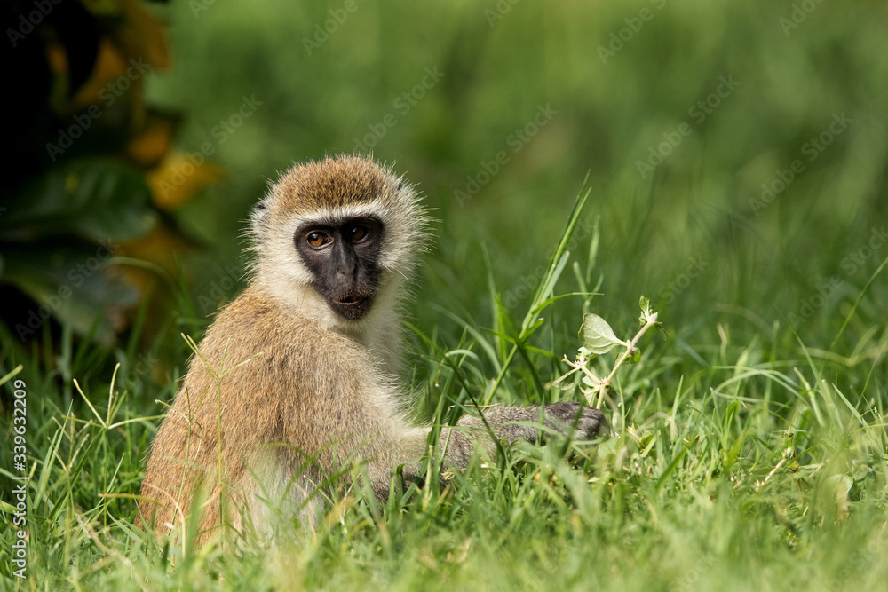 Naklejka premium Vervet Monkey in green, Bogoria