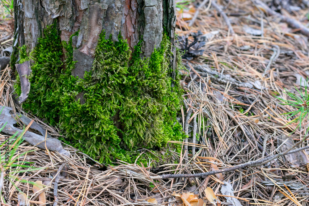 Green moss is growing on wooden bark Green moss is growing on wooden bark