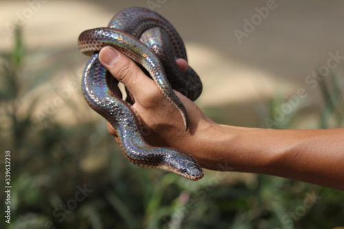 Xenopeltis unicolor is a non-venomous sunbeam snake species found in Southeast Asia and some regions of Indonesia.