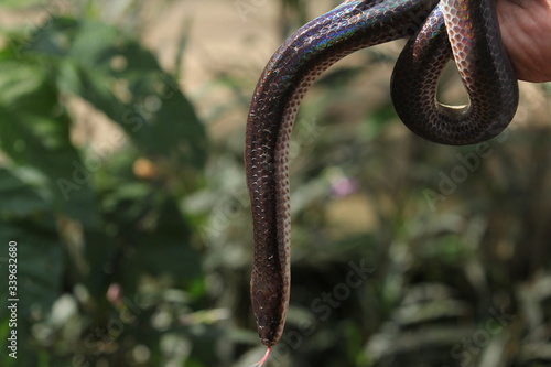 Xenopeltis unicolor is a non-venomous sunbeam snake species found in Southeast Asia and some regions of Indonesia.
