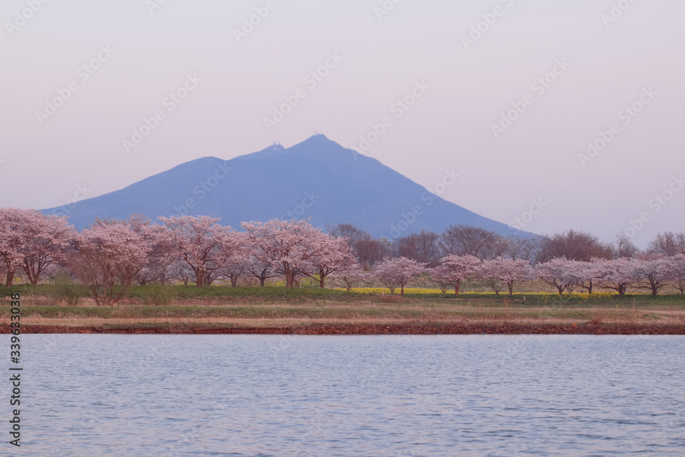 筑西市　母子島遊水地から見た筑波山と桜並木