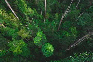 Earth Day eco concept with tropical forest background, natural forestation preservation scene with canopy tree in the wild, concept on sustainability and environmental renewable