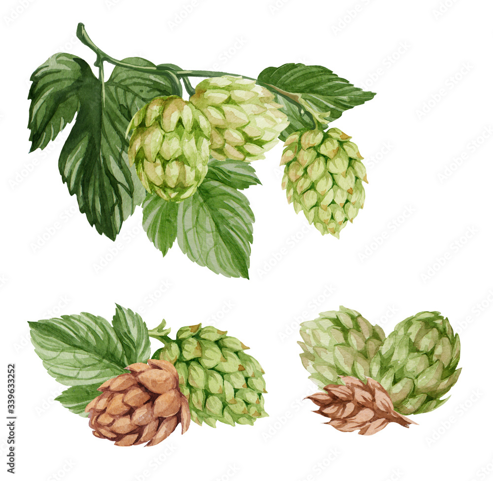 Hops cones. Hop on a white background. Watercolor illustration. Hops cones. Hop on a white background. Watercolor illustration.
