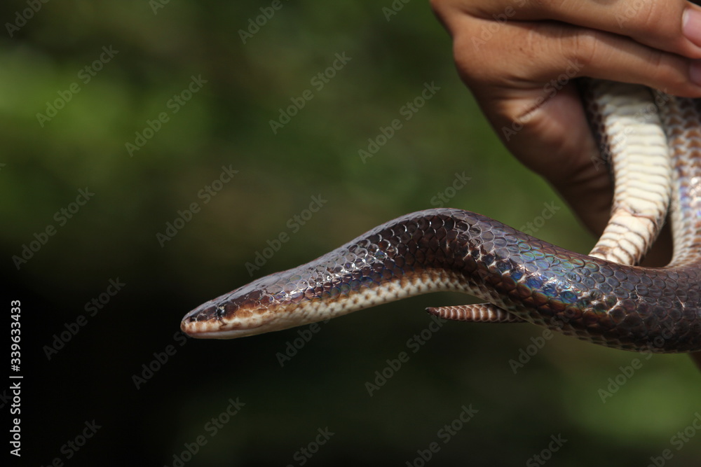 Xenopeltis unicolor is a non-venomous sunbeam snake species found in Southeast Asia and some regions of Indonesia. Xenopeltis unicolor is a non-venomous sunbeam snake species found in Southeast Asia and some regions of Indonesia.