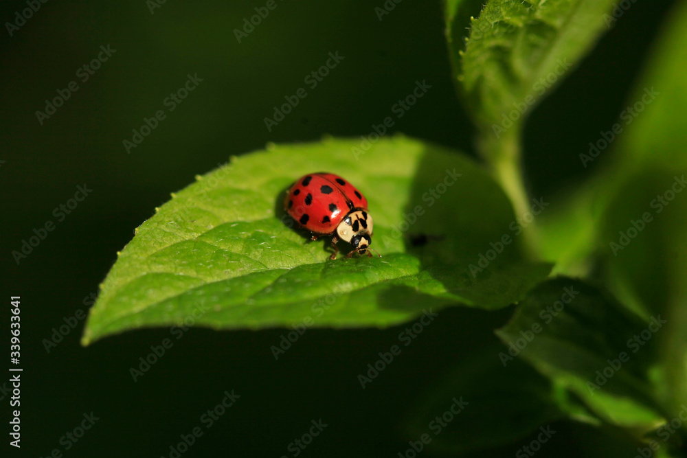 Red ladybug sitting on green leaf Red ladybug sitting on green leaf