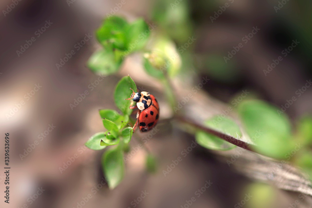 Red ladybug sitting on green leaf Red ladybug sitting on green leaf