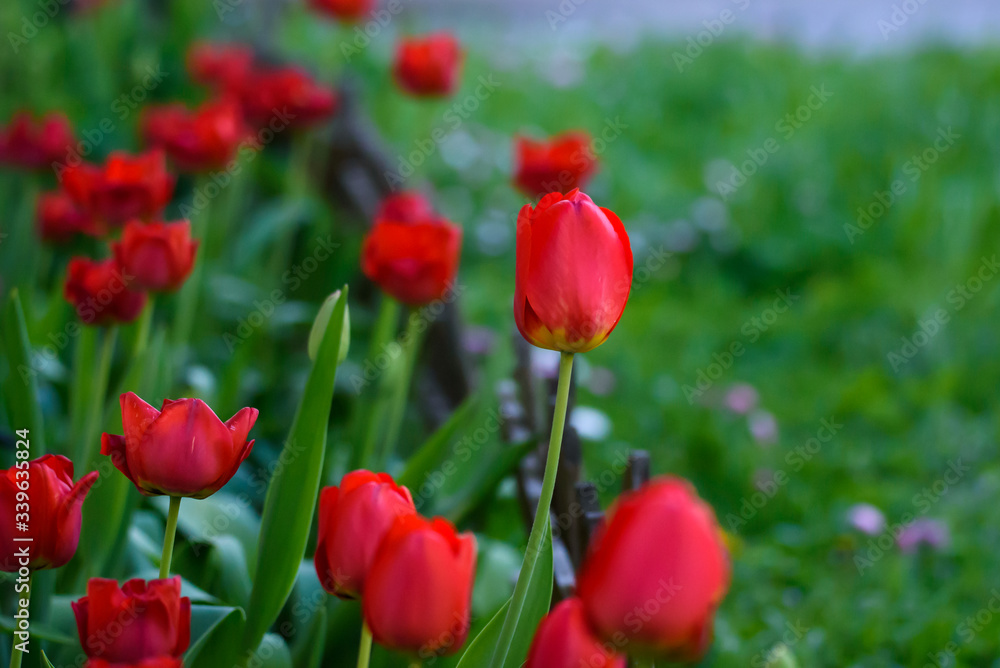 Selective focus photo. Red tulip flowers at flower bed in garden. Spring season. Selective focus photo. Red tulip flowers at flower bed in garden. Spring season.