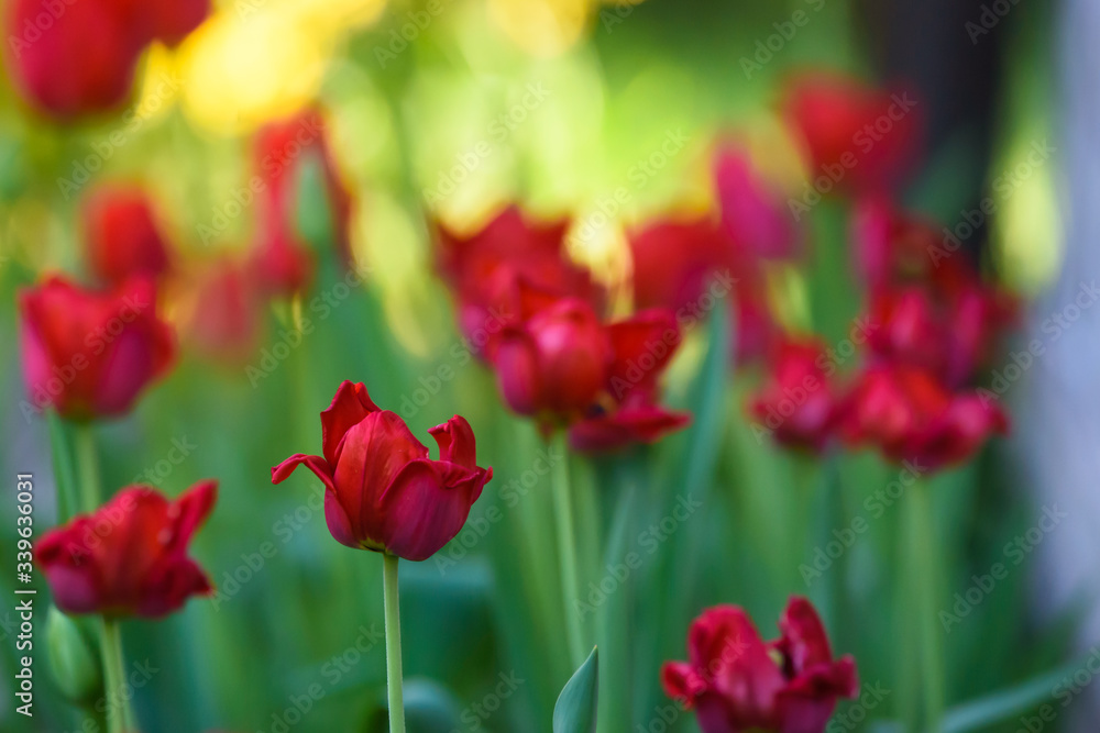 Selective focus photo. Red tulip flowers at flower bed in garden. Spring season. Selective focus photo. Red tulip flowers at flower bed in garden. Spring season.