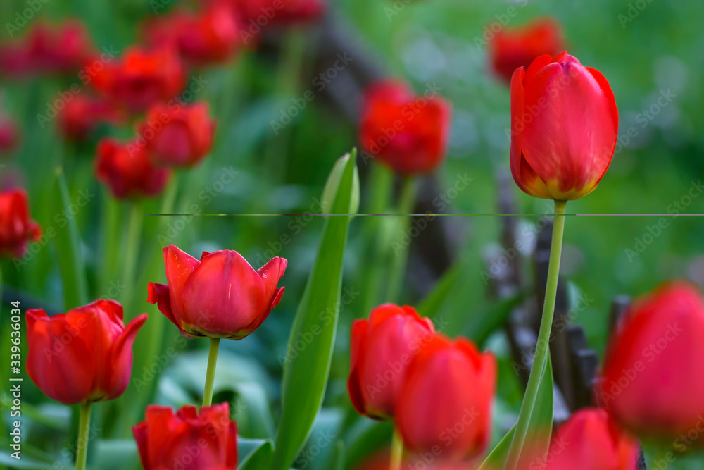 Selective focus photo. Red tulip flowers at flower bed in garden. Spring season. Selective focus photo. Red tulip flowers at flower bed in garden. Spring season.