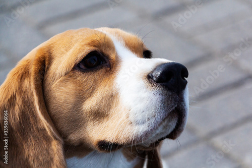 cute tricolor Beagle puppy, sad look. Waiting for the owner.