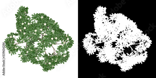 Top view of tree (Plumeria Obtusa) png with alpha channel to cutout 3D rendering