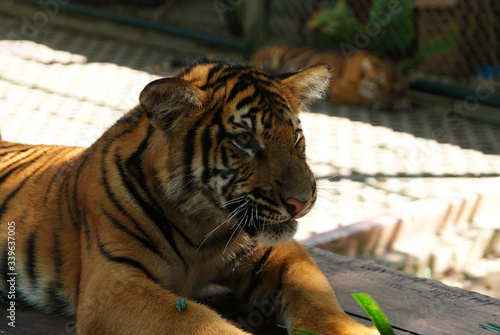 lazy tiger after breakfast posing in the sun