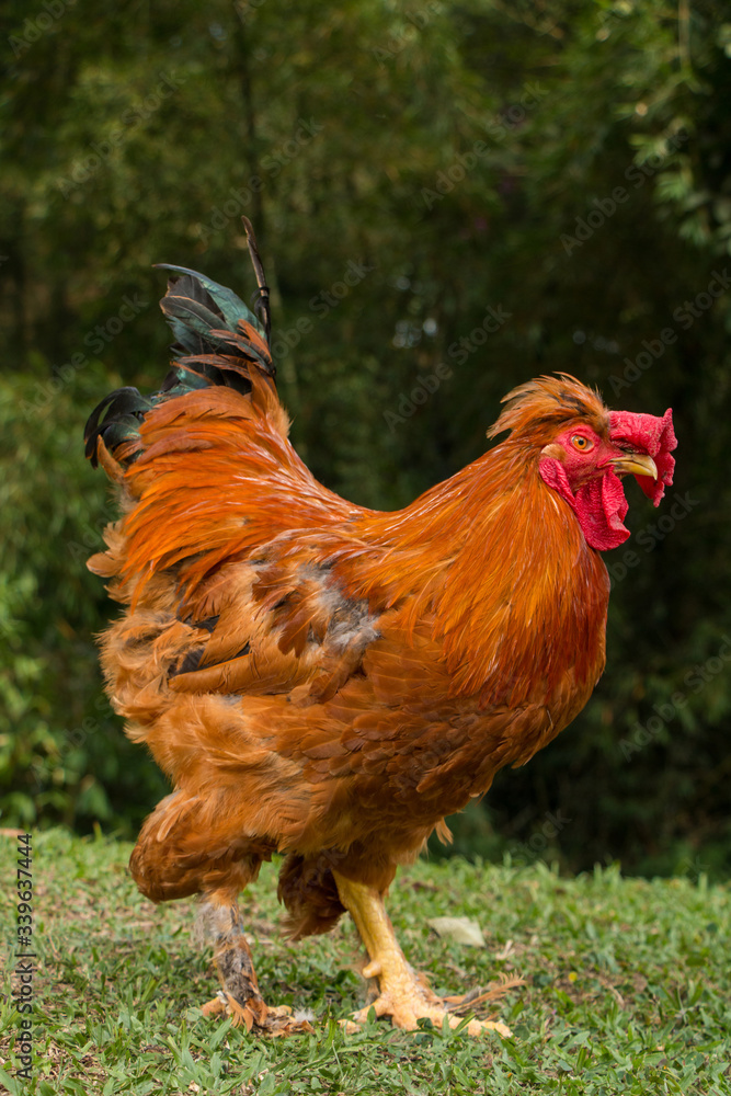 Fototapeta premium Red Rooster in the farm