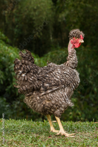 Chicken on farm