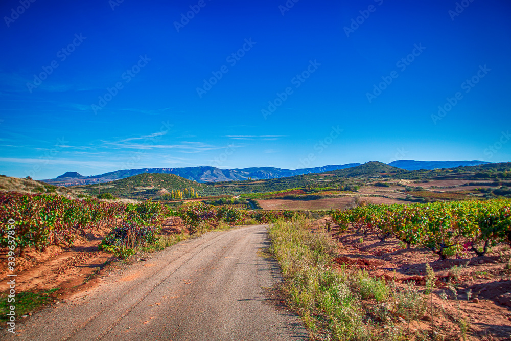 vineyard landscape in summer in Spain
