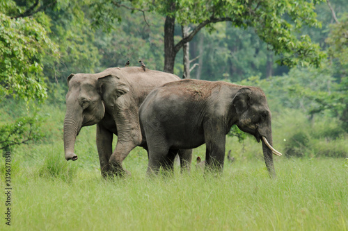 Asian Elephants in Indian Evergreen Forest