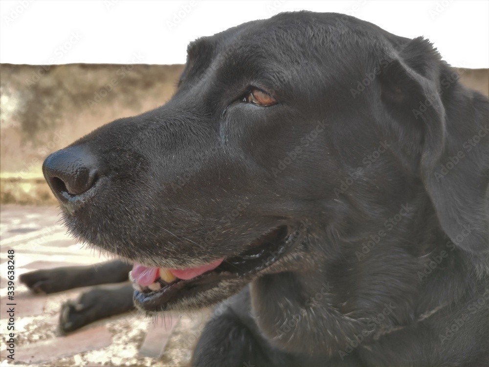 black dog face, black labrador face
black dog face, black labrador face