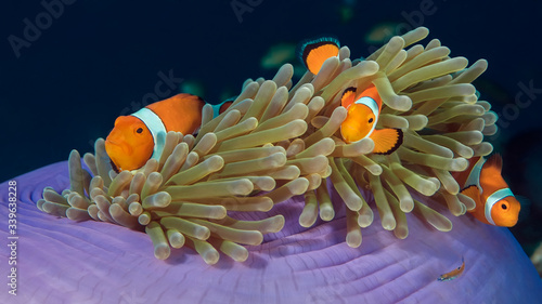 Western Clown Anemone Fish.  The family of three fishes swims in its anemone. © Alexei Alekhin